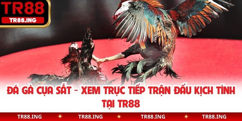 Đá gà cựa sắt